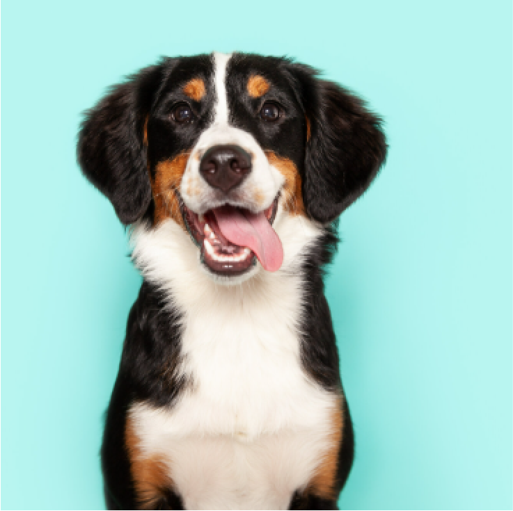 Puppy portrait on mint background